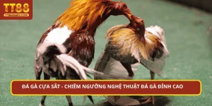 đá gà cựa sắt