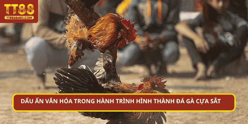 Dấu ấn văn hóa trong hành trình hình thành đá gà cựa sắt