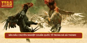 Sân đấu chuyên nghiệp chuẩn quốc tế trong đá gà Thomo